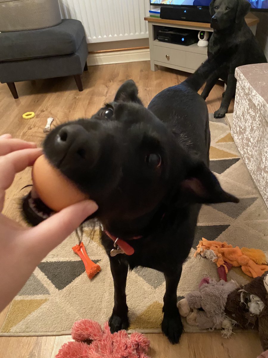 neavealice's tweet photo. Day 5 of #AlphaPet for @macmillancancer
E is for Egg. Turns out Bonnie is not one of those dogs that will gently hold an egg in their mouth, it lasted about 2 seconds 🍳 https://t.co/OtYoTD3DGW