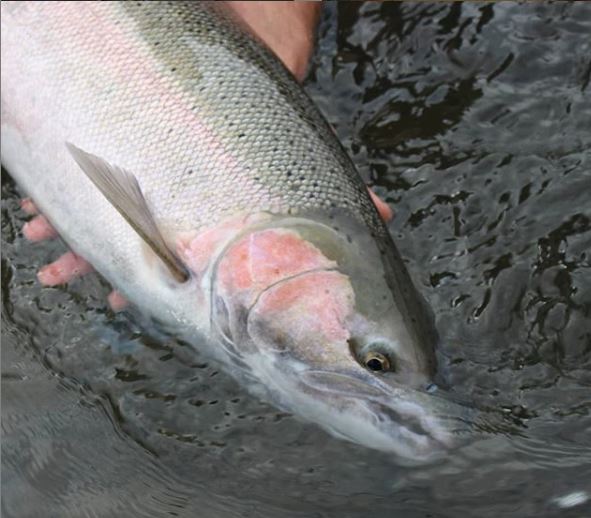 fishwest's tweet photo. Magical.

#FishPicsFriday #Fishwest #AllThingsFlyFIshing #Friday #FishPics #Fishpix #flyfishing

(all credit for pictures on our instagram account - https://t.co/9Vgz3j7iiJ)

Check out: https://t.co/Sud8oEPjcB https://t.co/6oTZb7u9bX