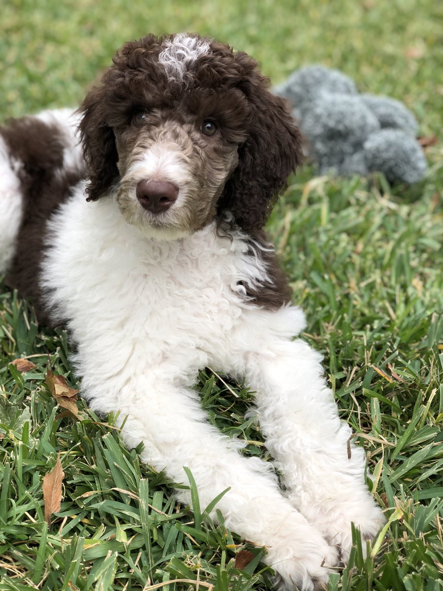 babie_jo's tweet photo. My puppy farts in it's sleep but doesn't fart when awake... does this mean it has "manners"? #TrainYourDog #DogTraining #BoardAndTrainDogs https://t.co/V13hAe9Okr