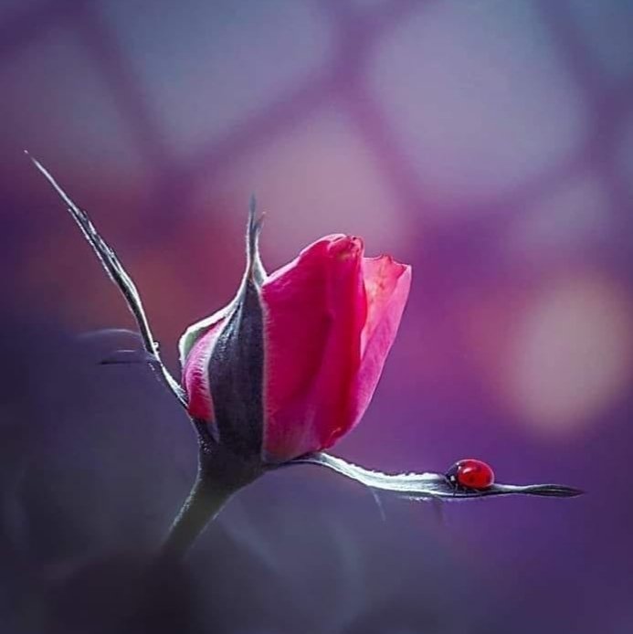 khddiijjee888's tweet photo. عمر من از نو می خواهد شدن 
چون به آغوشم مسیرت بگذرد...
#شعرازخودم https://t.co/BLOvwuSbpU