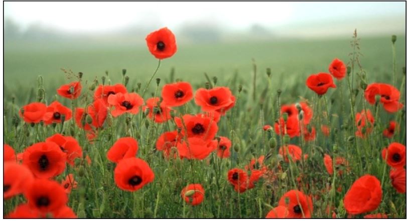 chattan2011's tweet image. T-minus 5 days until Remembrance Days. Whole Foods' leadership stinks for not letting its employees honour the memory of our fallen soldiers.