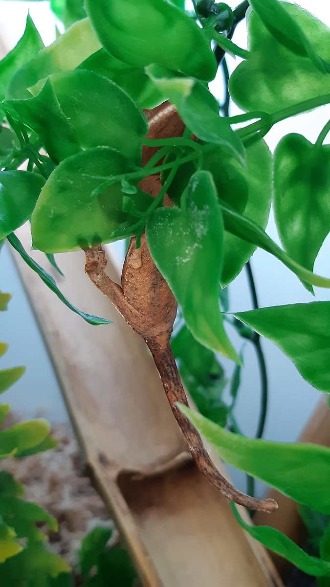 TerraristikL's tweet photo. 😊 🦎Einfach mal die Seele baumeln lassen...
Das denkt sich auch dieser kleine #Kronengecko und stimmt sich für das #Wochenende ein....
#correlophus #gecko #chill #Lorica https://t.co/8rNUEM0KMA