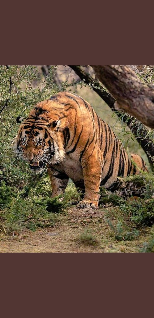 Game Day and its time to eat! 🐯 #fanggang #jungleboys #tigerpride #BlancheEly #Brotherskeeper