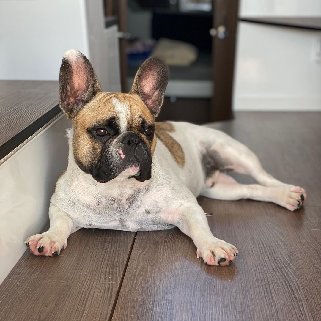 JeanneauAmerica's tweet photo. Relaxing before a big weekend ahead of cruising... πΆ πΈ @fritzandrudi #frenchbulldog #jeanneau #jeanneau895 #nc896 #jeanneauboats #jeanneaupowerboats #boatdogs #weekendboating #frenchie #boatingdogs #weekendvibes #cabincruiser #puppylife #boatlife https://t.co/TixzA09jVm