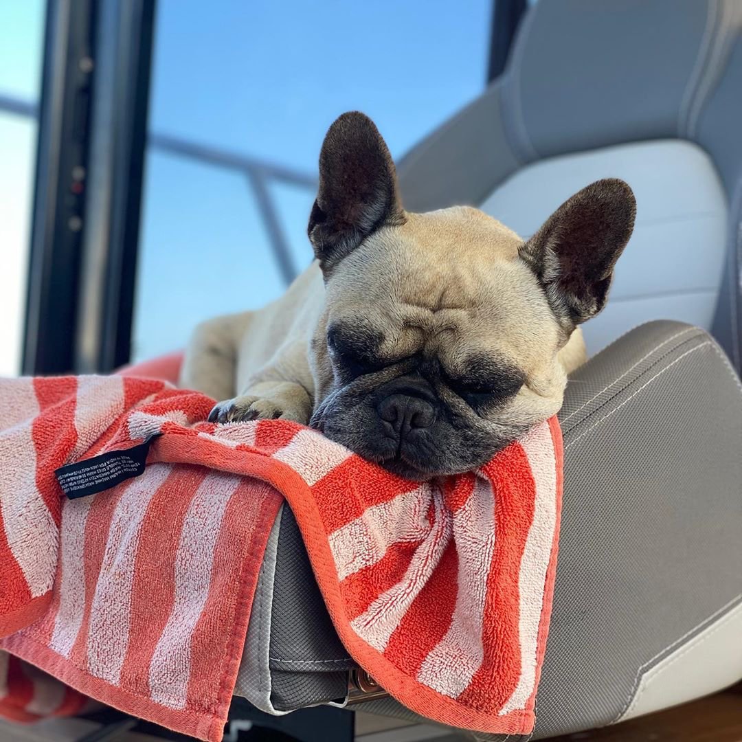 JeanneauAmerica's tweet photo. Relaxing before a big weekend ahead of cruising... πΆ πΈ @fritzandrudi #frenchbulldog #jeanneau #jeanneau895 #nc896 #jeanneauboats #jeanneaupowerboats #boatdogs #weekendboating #frenchie #boatingdogs #weekendvibes #cabincruiser #puppylife #boatlife https://t.co/TixzA09jVm