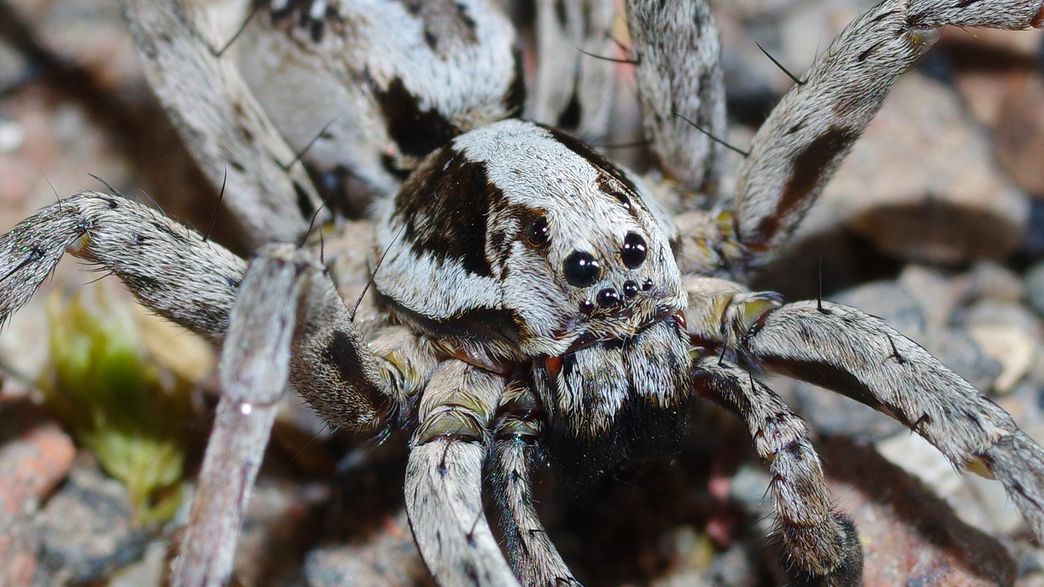 LiveScience's tweet photo. Rare wolf spider presumed extinct turns up on British military base https://t.co/04qsk4UNvJ https://t.co/jR8j53j9Wh