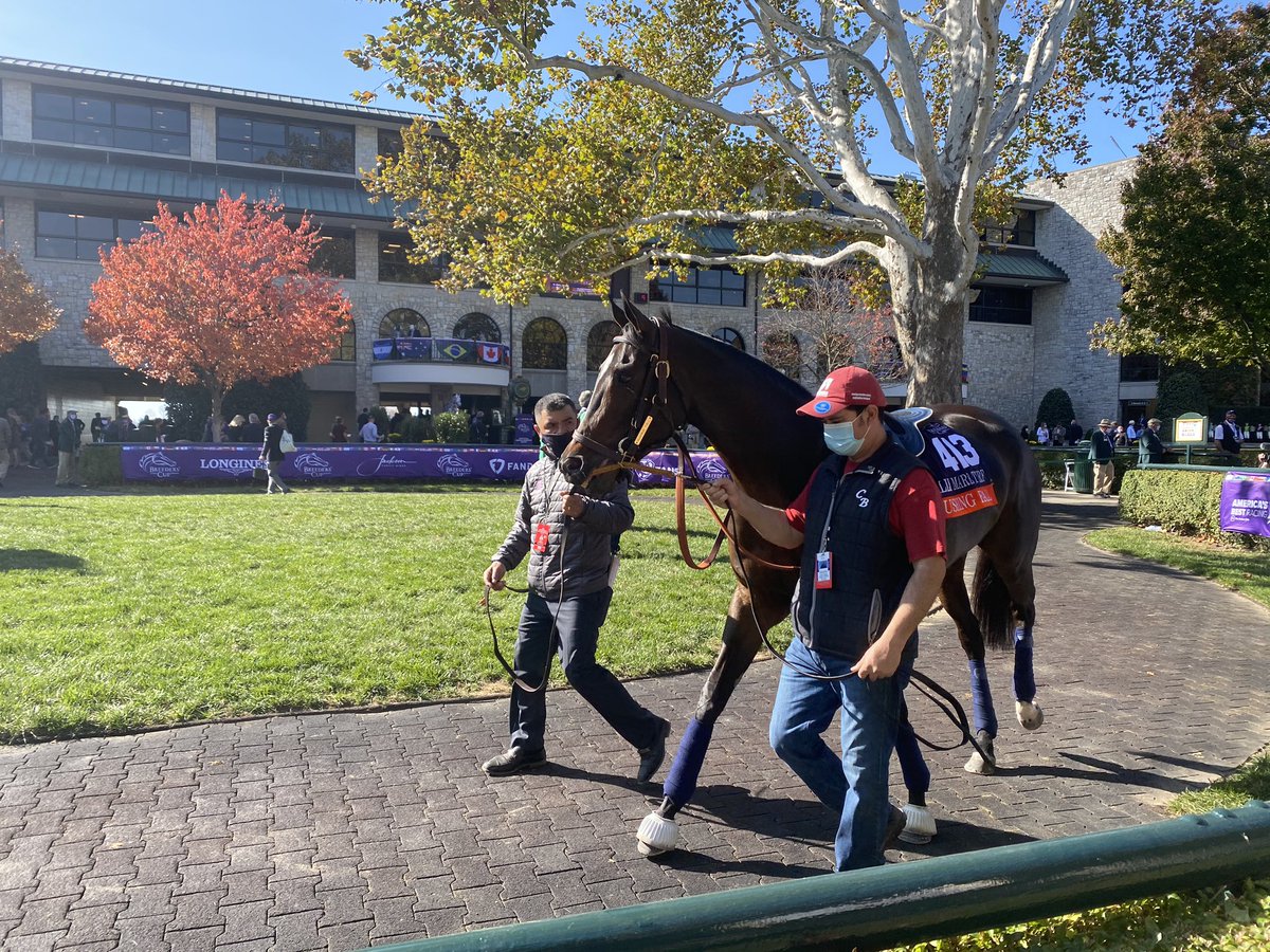 stakesplaced's tweet photo. The Queen 👑 of Keeneland schooling in the walking ring on @BreedersCup Friday #RushingFall https://t.co/sHbwV93bq4