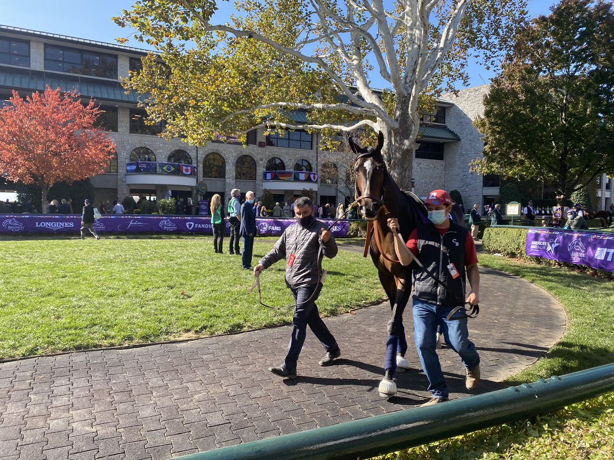 stakesplaced's tweet photo. The Queen 👑 of Keeneland schooling in the walking ring on @BreedersCup Friday #RushingFall https://t.co/sHbwV93bq4