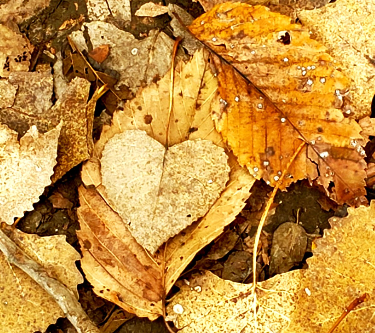 Autumn heart
among the debris
littered leaves of love and time
Summer wasn't kind
and fall is failing
remembering a time when you were mine
Autumn heart
prepares for winter
holding cold chills at bay
Hope still intact
holding my breath
waiting another day

image by <a href="/gftomatoes/">Just Rie</a>