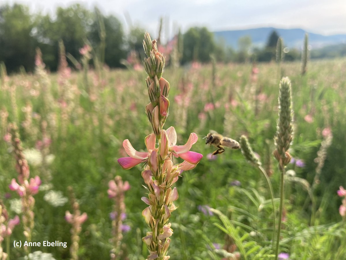 idiv's tweet photo. More plant diversity, less pesticides: New study @ScienceAdvances shows how species-rich plant communities can naturally reduce herbivore impacts. https://t.co/F3aHl9a76I @UniJena @UniLeipzig @BarnesEcoDiv @waikato @EisenhauerLab https://t.co/ofZkXfON5A