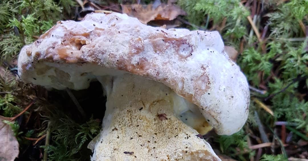 CallyDay's tweet photo. A few of today's gorgeous finds at #culbinforest today. @ForestryComm @Natures_Voice https://t.co/hn4uwreBBR