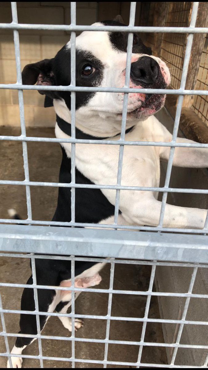 Rochdale Dog Rescue tweet media