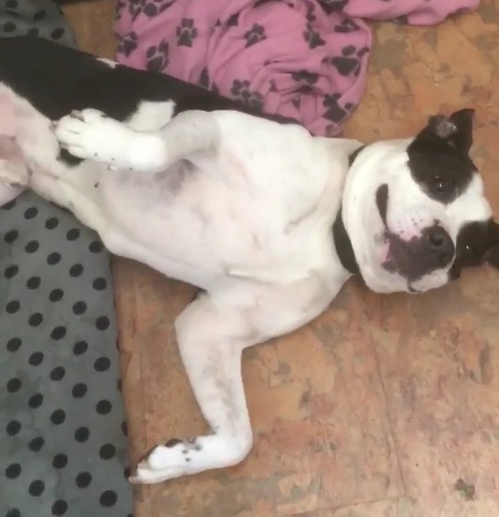 Rochdale Dog Rescue tweet media