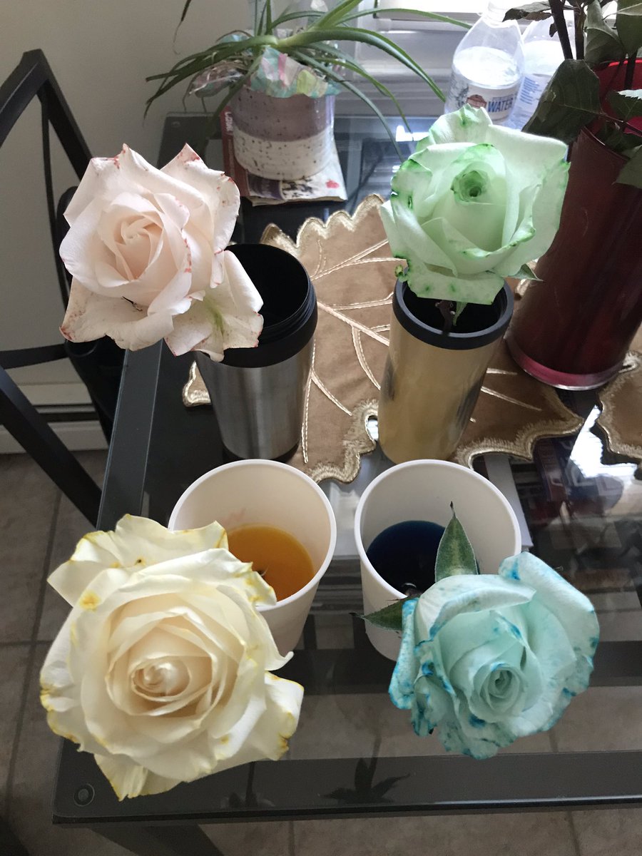 KRamjeawan33's tweet photo. In virtual Girl’s Stem Club we dyed white flowers and saw how long the process takes. But like any experiment, the end result was beautiful! #girlsstem #sciencerocks #learningisjoyful https://t.co/35GlOAUUgX