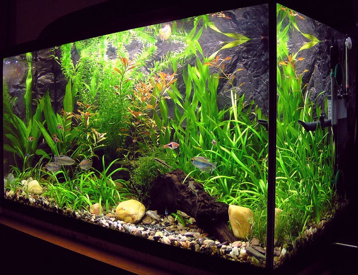 SoracomIoT's tweet photo. @Hacksterio IoT Projects Spotlight: Aquarium Monitoring with @awscloud @seeedstudio and Soracom https://t.co/bCcSsh5WNs #IoTprojects https://t.co/k8nc306Knw