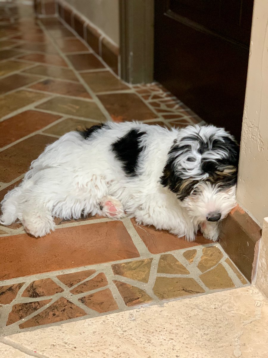 rusticotile's tweet photo. I don’t have enough toys. I’ve made my mark on all the shoes. 

Yummy... those Saltillo baseboards look tasty! 😳🤪 (good thing they’re durable!) #rusticotile #bernedoodle #doodle #puppylove #saltillotile https://t.co/xZ1RDSkVmr