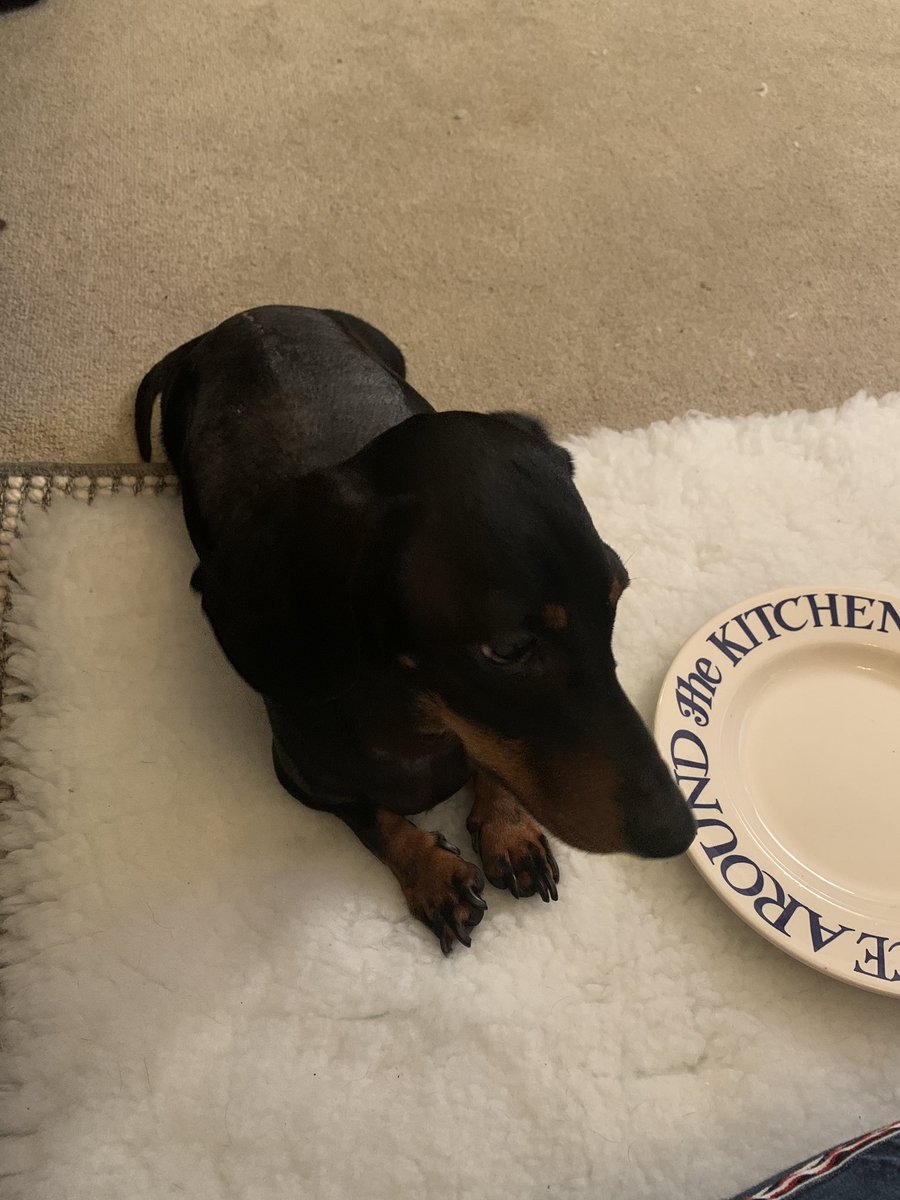 spin_office's tweet photo. @RevRichardColes I’ve recently had my mini Daxi Ted dx with IVDD and if caught  early and in early stages there’s a great chance of full recovery. Sadly, Teds wasn’t, now paralysed. however, he is here and we are grateful for that 🙏 https://t.co/pZKA4rofx4