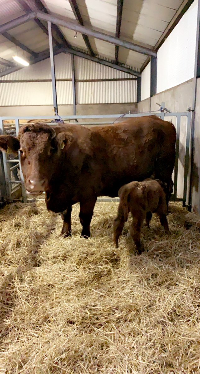 mc_markconnolly's tweet photo. If the cow is the machine then grass is the diesel. CF52XSaler cow and a Levi calf. Should be a peach of a replacement @progressivegen @TeagascBeef #beefbus #suckler https://t.co/ep83uplguU