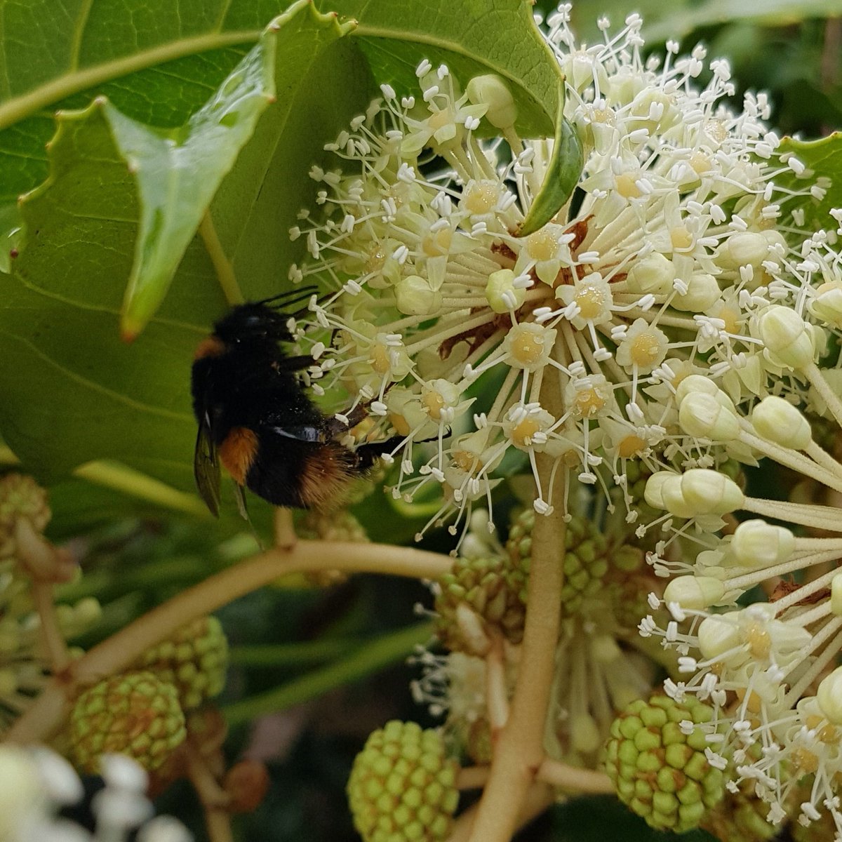 Rachel_Widdows's tweet photo. @jackwallington I was so pleased (and surprised!) to see the bumblebees on my Fatsia the other day 😊. Also a few hover flies. https://t.co/vJHCsgVOTF