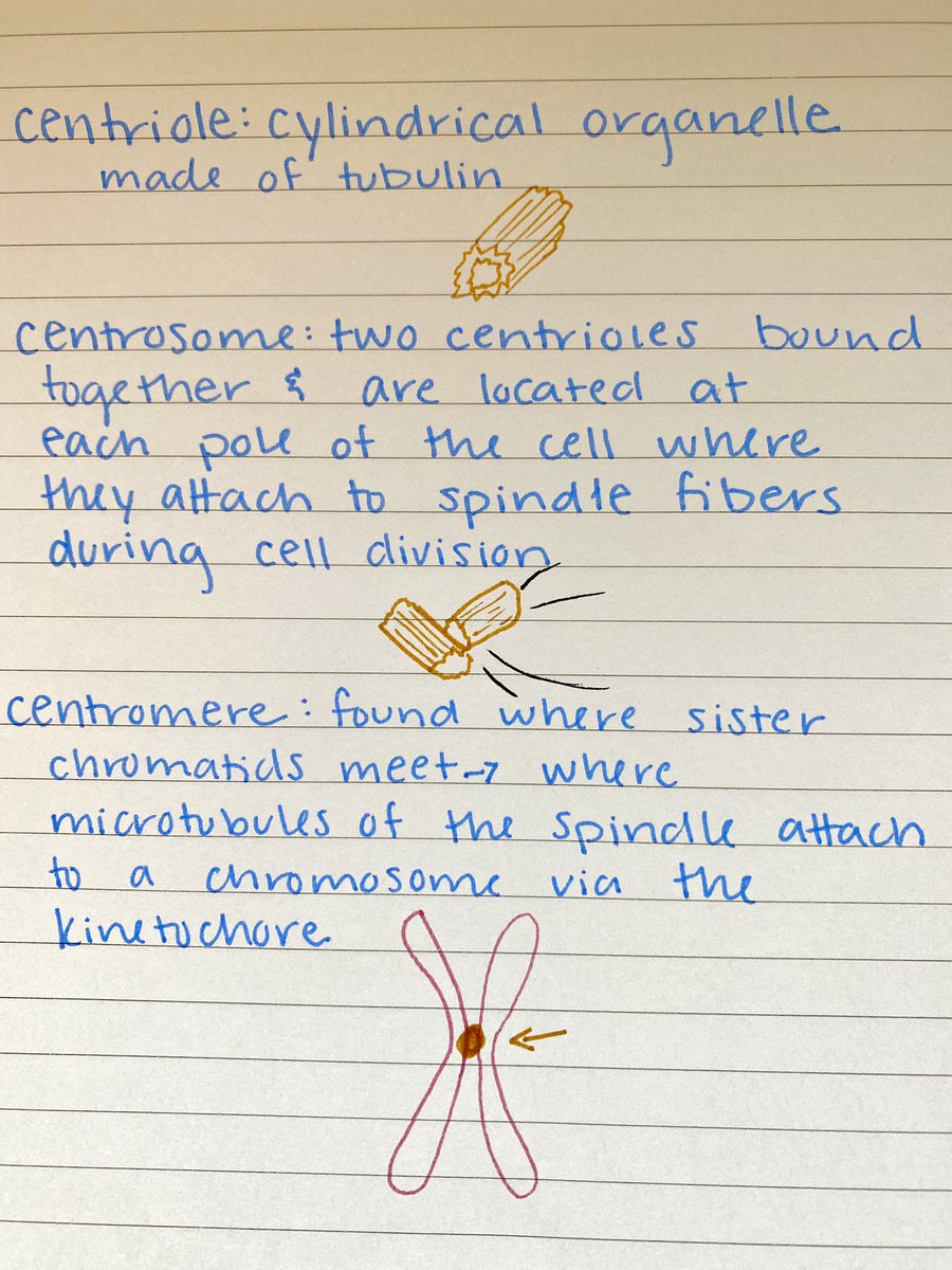 nicmessbarger's tweet photo. Hopefully this helps anyone who gets as confused as I do about all of these “c” words. @UNKBiol106LH #106Week11LHF20 https://t.co/N8QfA5tEAC