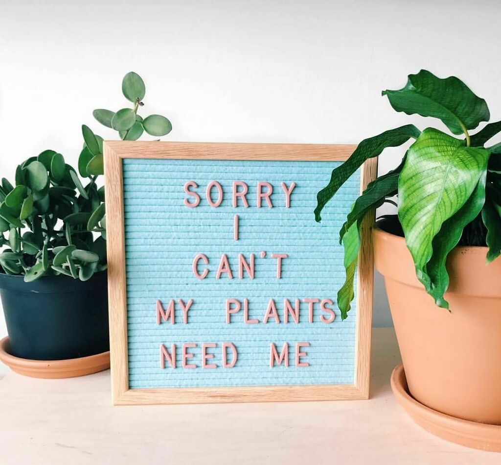 Best Quotes for your Instagram Caption  :Apartment Botanist on Instagram: “When people ask me to leave my apartment…. – • • • • • •*Pinterest inspired * • •  #apartmentbotanist #feltletterboard #letterboard…” ift.tt/3n5zYdP