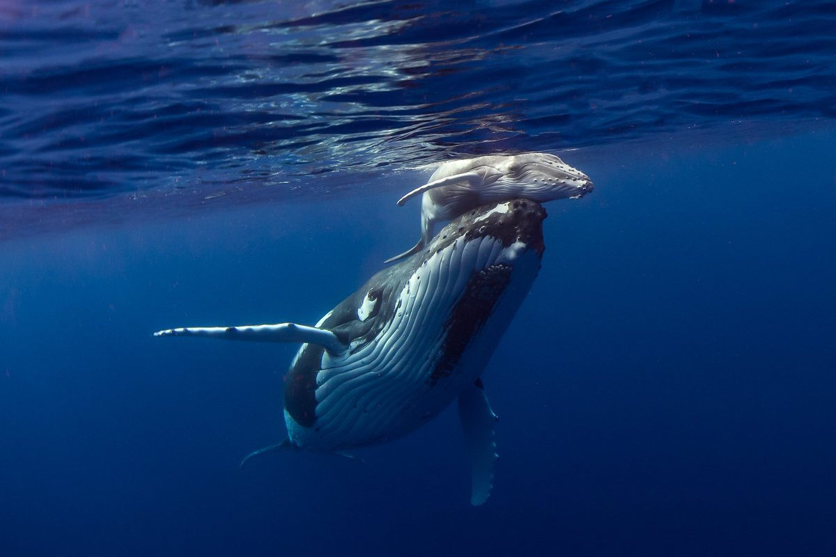OceanaCAN's tweet photo. This week has been a week. Here’s a baby humpback whale to cheer you up! 🐋 https://t.co/DwgSOdG9uY