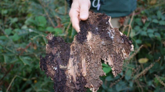 « Nous avons 3️⃣  solutions : une migration d’essences d’arbres présentes dans le sud du pays 🗺️ ; introduire des essences étrangères 🌐 ou faire confiance à la réactivité de la forêt 💚 », résume Arnaud Zolnierowski, animateur sylvicole à l’ONF. 🗨️ buff.ly/34WTZwP