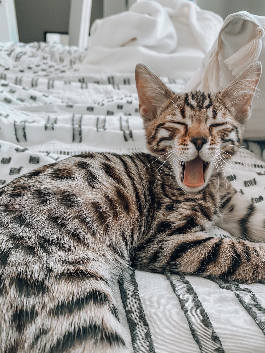 morter21's tweet photo. How does one just simply not like cats??? This is so pure https://t.co/HYfKStwbc6