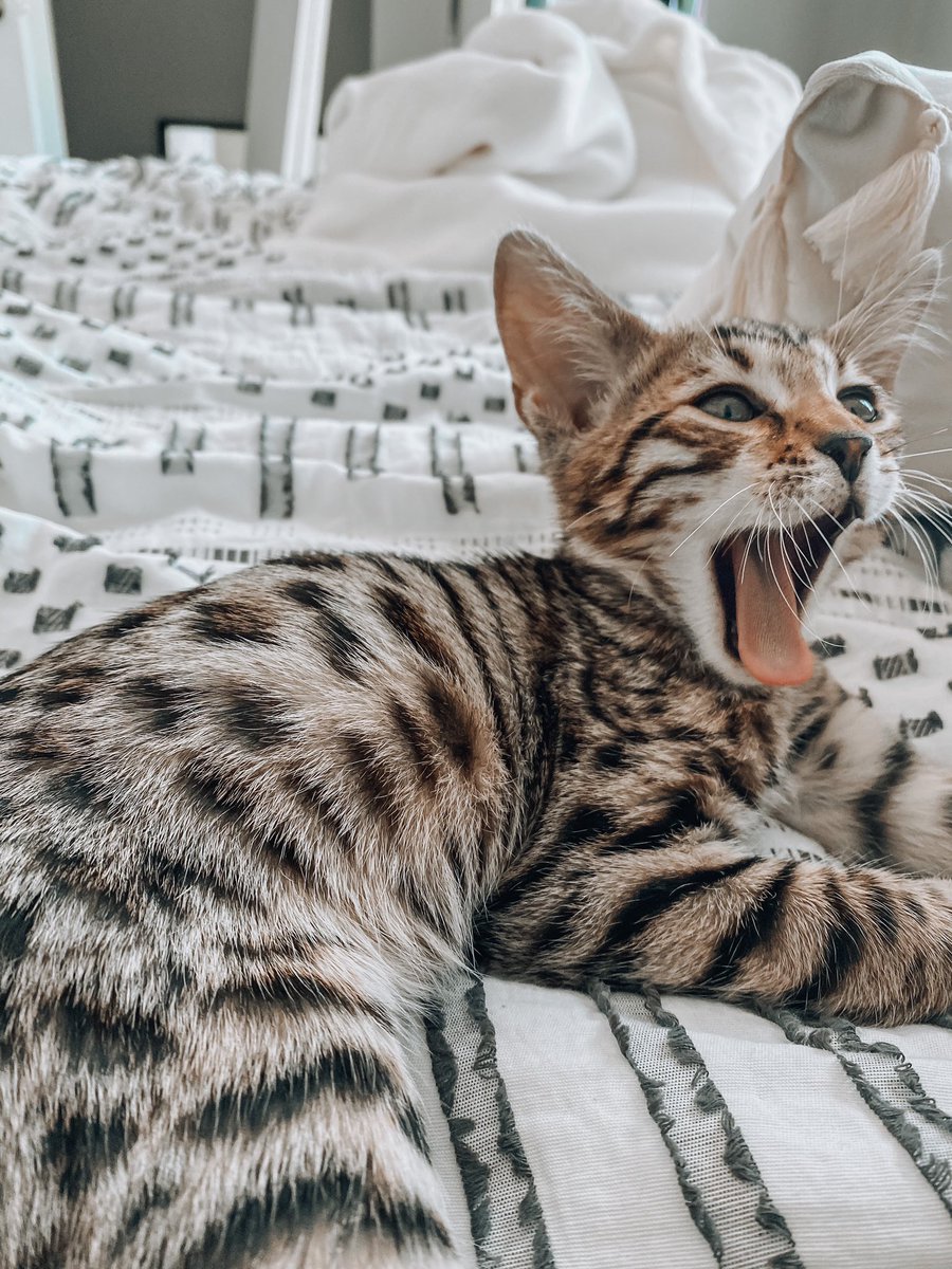 morter21's tweet photo. How does one just simply not like cats??? This is so pure https://t.co/HYfKStwbc6