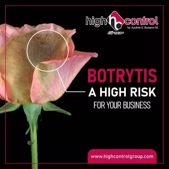 highcontrol's tweet image. #Botrytis - disease especially serious during storage &amp;amp; transport. Infection can be imperceptible when cutting &amp;amp; packing.
What might have escaped the eye of Post-Harvest Manager, will not escape from #HighControlGroup agronomist during #QualityControl 
highcontrolgroup.com/botrytis-the-f…