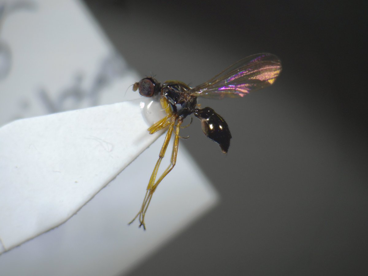 DipFun64's tweet photo. おそらく
#Dicranosepsis unipilosa(Duda, 1926)
#キアシツヤホソバエ ♂さん
好きよ〜好きよ〜好きよ〜
2020/11/01 採集
#Sepsidae
#ツヤホソバエ科
#Diptera
#ツヤホソバエはいいぞ
#ハエはいいぞ https://t.co/HRvMSYSZRk