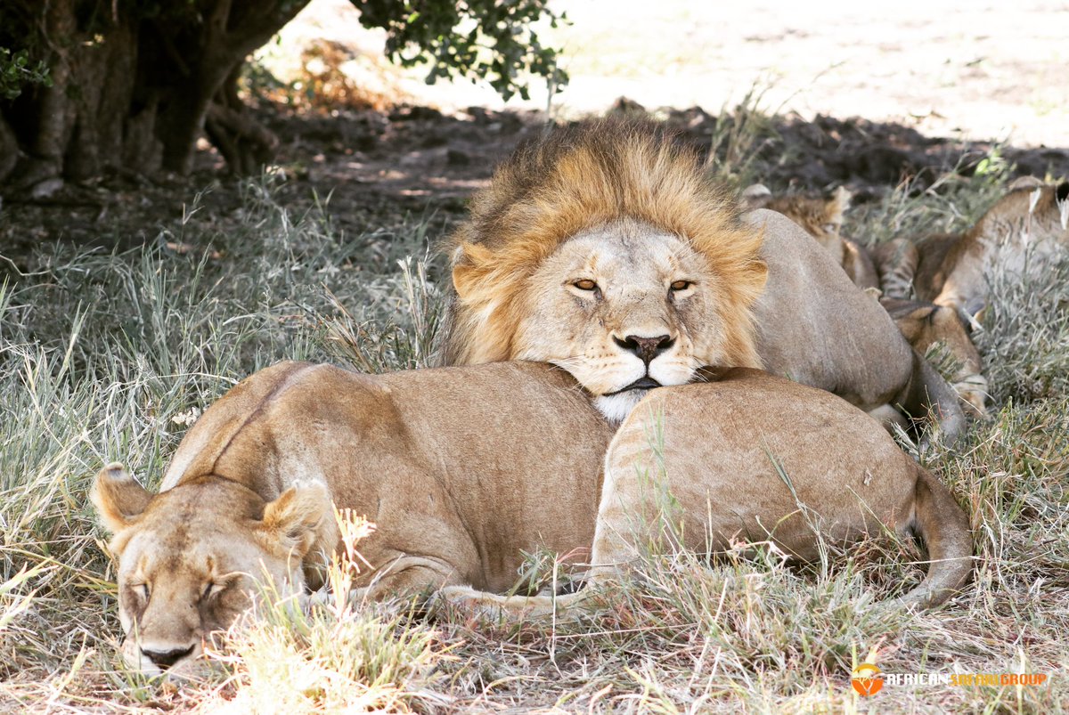 African Safari Group tweet media