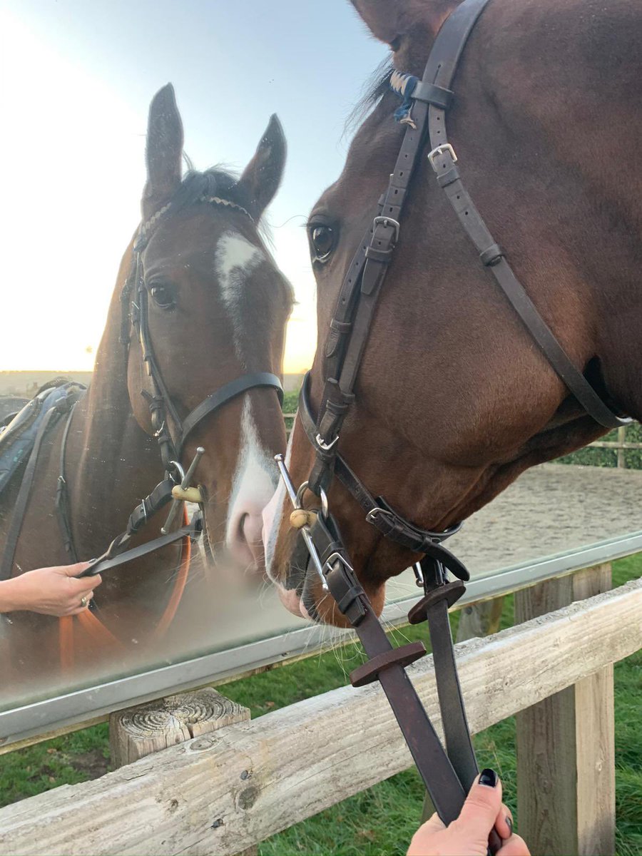 joshapiafi's tweet photo. They say that horses are just like their owners 🤔
Spice War seeing himself in the mirror for the first time
#LovesHimself #TheFonz
#Retired #Retraining #AbbysNewMan #Apidays https://t.co/Yt47UPLXhb