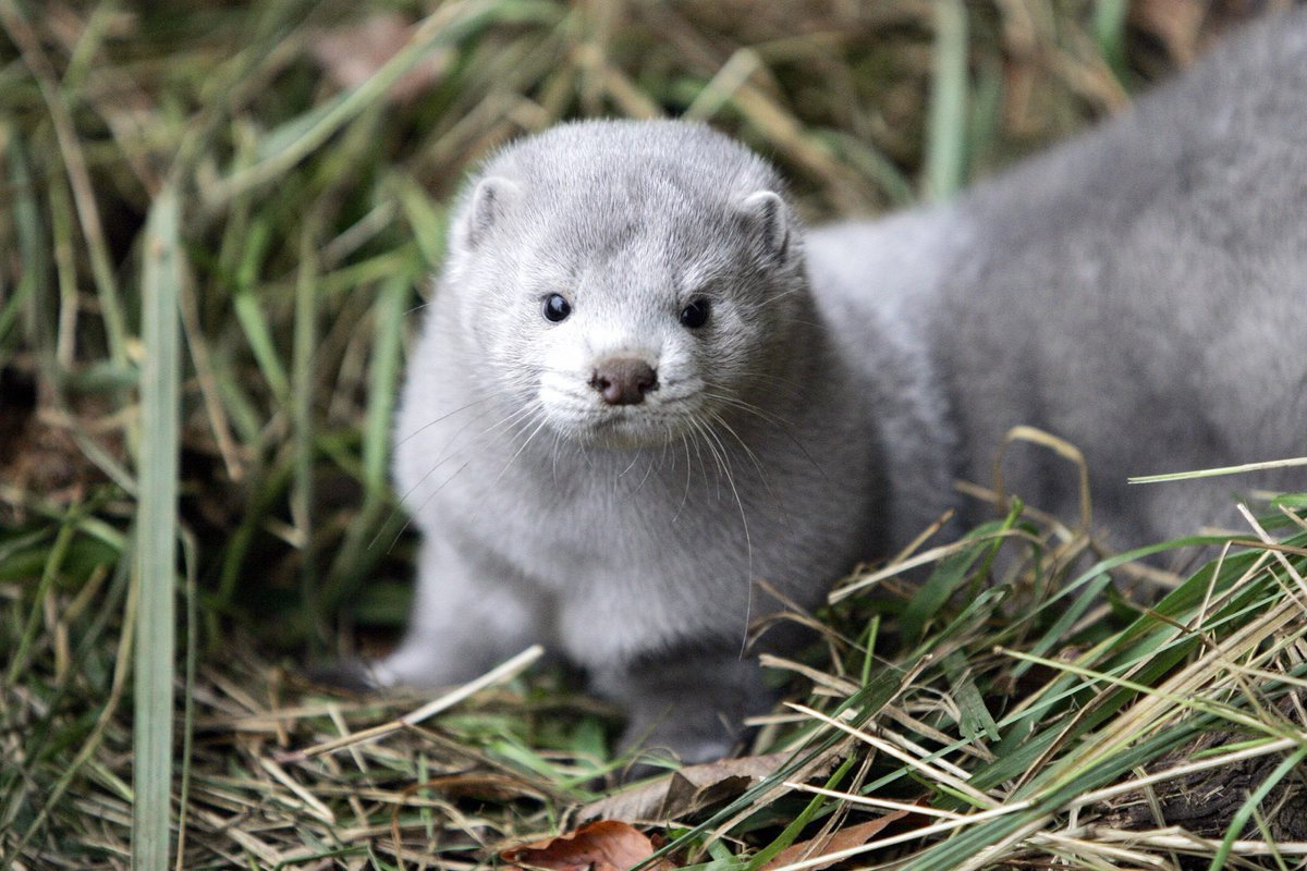 HvteIncvrnvte's tweet photo. #SaveTheMinks Denmark to cull 17 Million Minks due to COVID-19 mutation found in the animal.
There HAS TO BE ANOTHER WAY.
#SaveTheMink https://t.co/ps0GfbWeD7