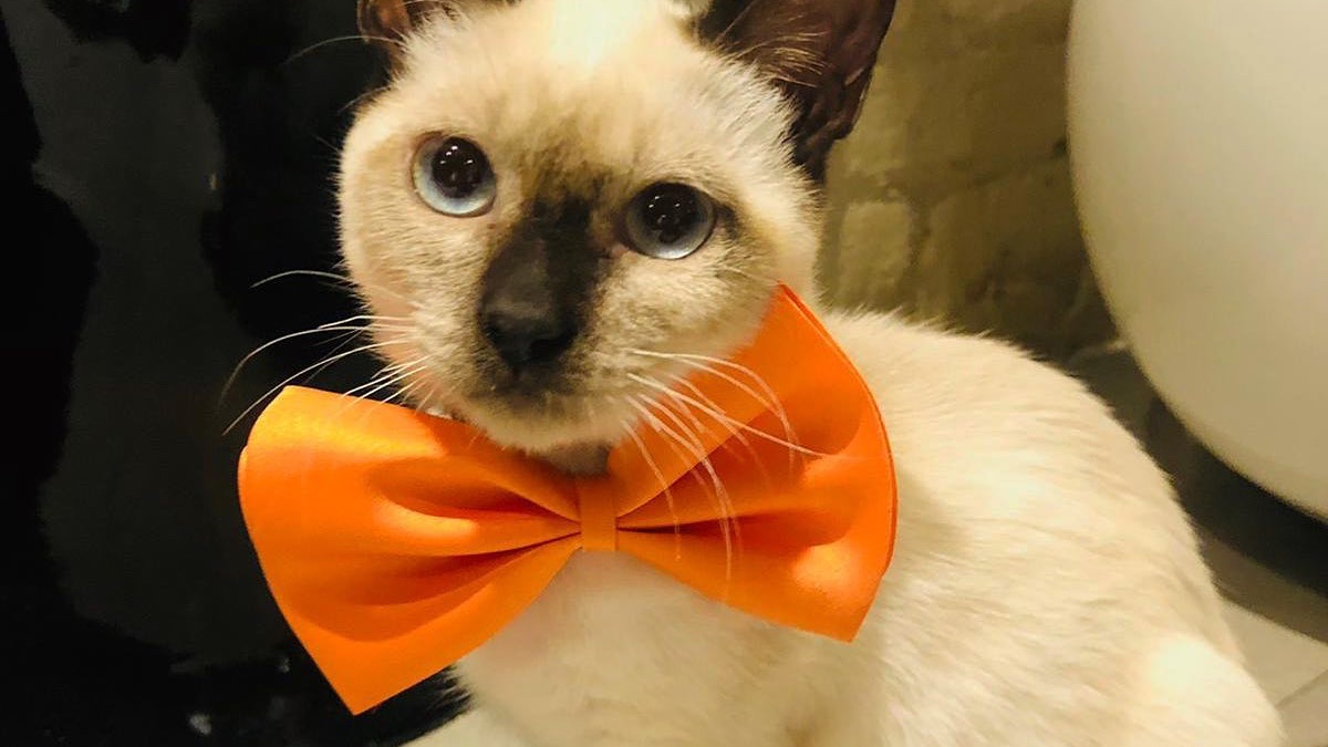 Denver se ha puesto así de guapo para ver si por fin le sale familia definitiva! Es un gatito chiquitín bueno, sociable y acostumbrado a la vida en casa. Es el momento perfecto para que por fin se mude a su nuevo hogar! laperritavaliente.org/ficha-1163