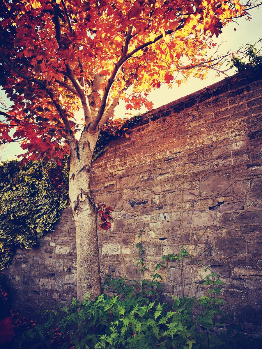 dubliner24's tweet photo. Hair on fire #tree
#PalentineSquare #Stoneybatter
#autumn #ArbourHill #Dublin #Éire #Lockdown2 #dublinlockdown https://t.co/0UwZ5Jk7jW