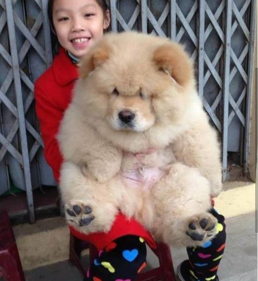 DoggyDogthings's tweet photo. So much fluff!

#puppylove #pupsofinstagram #puppy #puppies #dogs #dogsofinstagr

.
 follow @DoggyDogthings for more 
#puppies https://t.co/zH5lKcFgkb