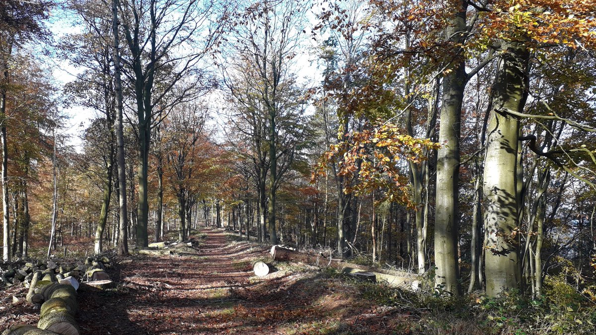 BerringtonBear's tweet photo. A short bus ride then most delightful walk in the autumn sunshine from Yazor back to Weobley checking out possible walk for @lrcwalks in the new year, rules permitting @Leominstertic @VisitHfds https://t.co/ddm48iiTkr