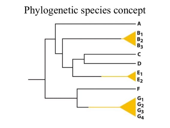 AlixLeslie1's tweet photo. Phylogenetic species concept: leads to more species splitting and species are defined as the most irreducible @OxyEvo https://t.co/72sV7c9Hiv