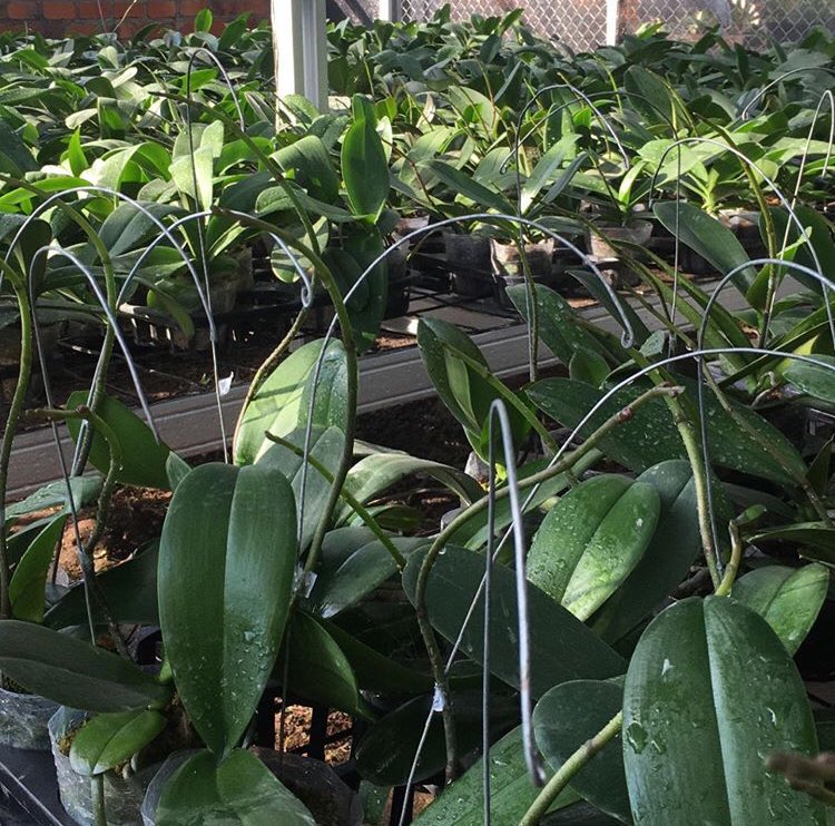 reyeggs's tweet photo. Keluarga semuanya tiba-tiba pada piara taneman, punya green house pula. Balik balik ngelooting https://t.co/8WHBw5bky2