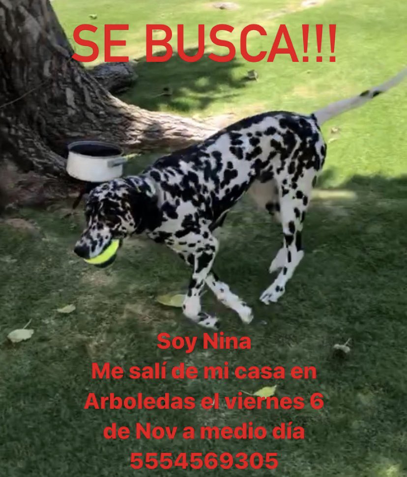 Pavoc's tweet photo. SE BUSCA!!! 

@LasArboledasMex @ValleDoradoMX
@BettysBurgers https://t.co/mThtv6YheE