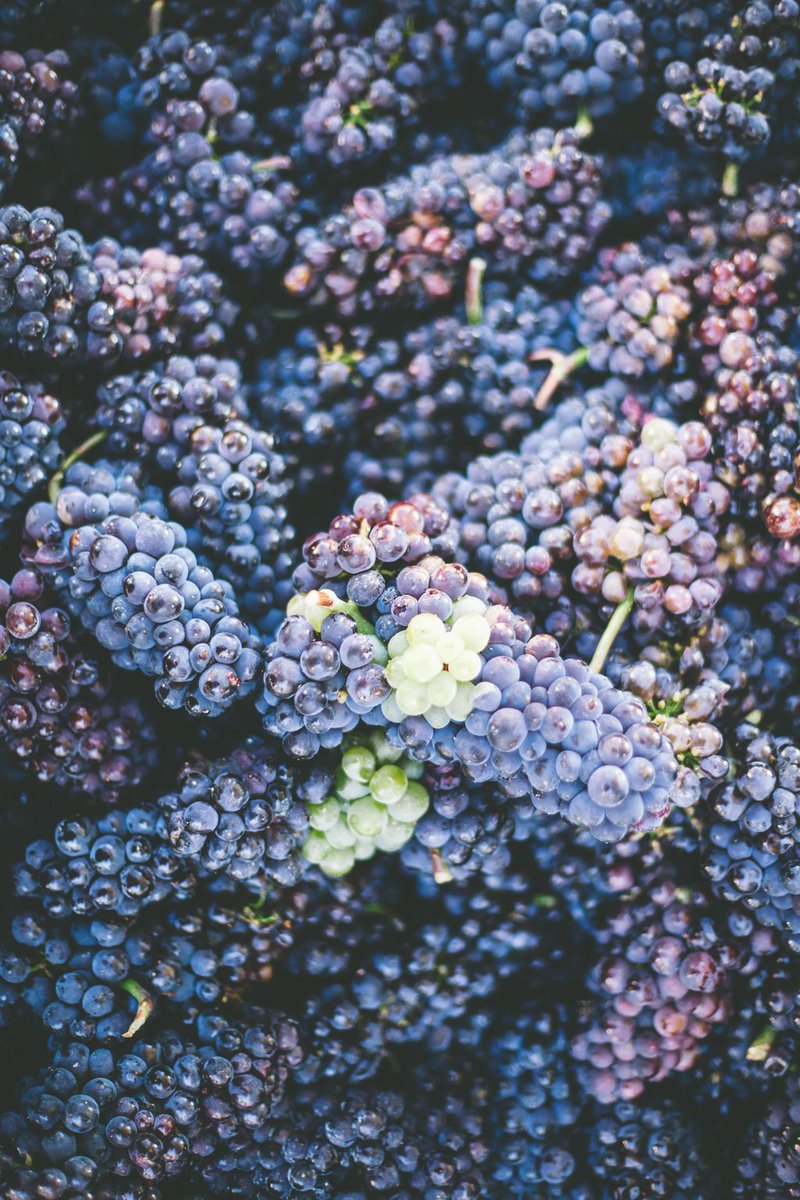 All the hard work pays off when the grapes look like this. Stunning organic Pinot Gris from our Switchback Vineyard!