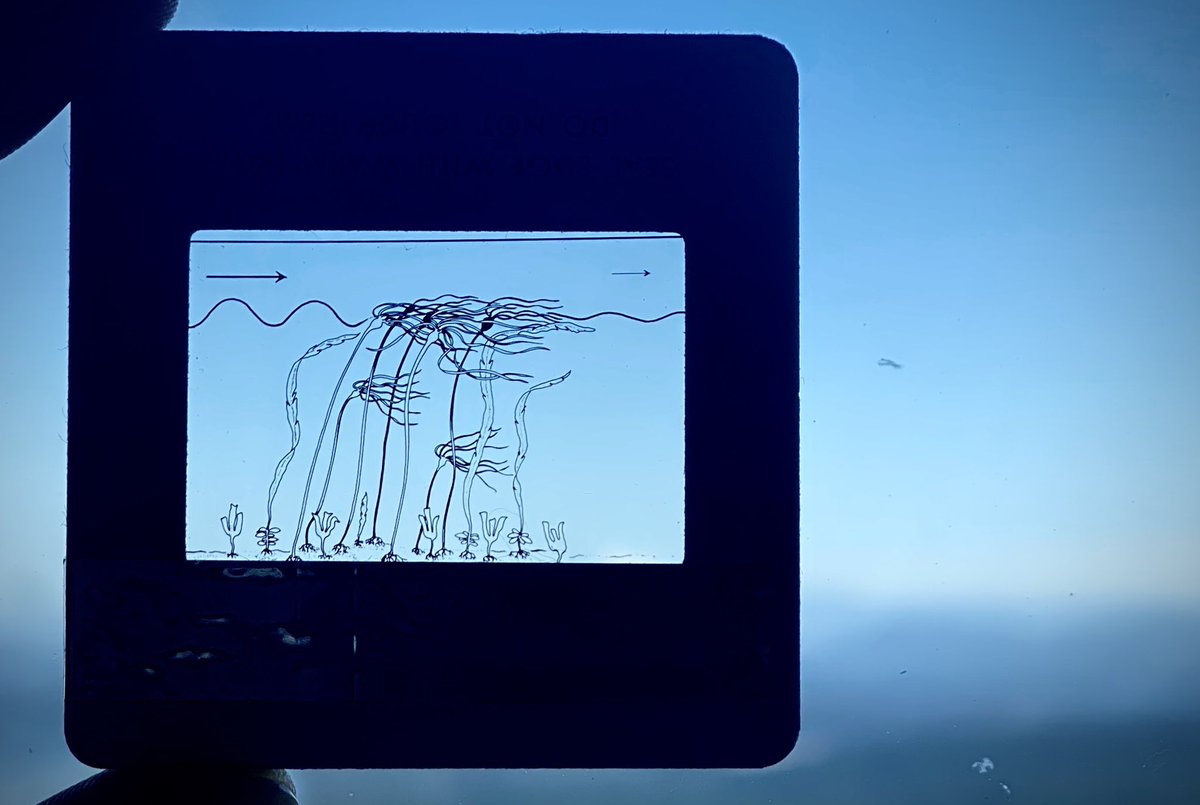 Dr. Tiff Stephens tweet media