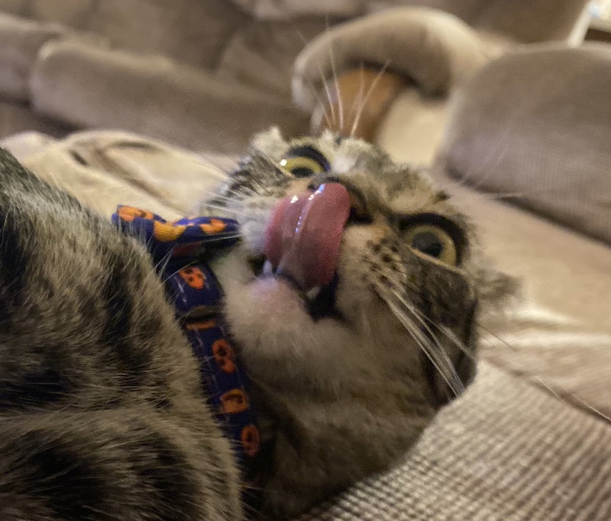 #unflatteringcatphotochallenge of my girl Olivia... she’s more photogenic than her brother.