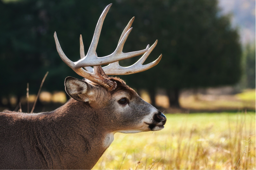 IMA_MN's tweet photo. Who is getting out there for deer opener this weekend? We wish you a safe and successful hunt! Our state sure has a lot to offer, from big game to iron ore. Stay safe out there! https://t.co/0aQoh26KJ7
