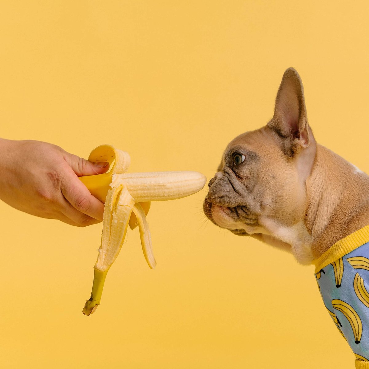 kinneyyong's tweet photo. TGIFF… Thank God it’s #furryfriday 🐶🐕🐩🐕‍ 

Does your dog like bananas? I don't think mine does! 😂

Kinney Yong https://t.co/l8WKpIoDfe https://t.co/DH4k2gwY2V
DRE# 868481✨ #puppylove #puppy #oc #animalshelter #dogs #dogsofoc #puppies #love... https://t.co/CRUkiySrna https://t.co/icdFXukGAV