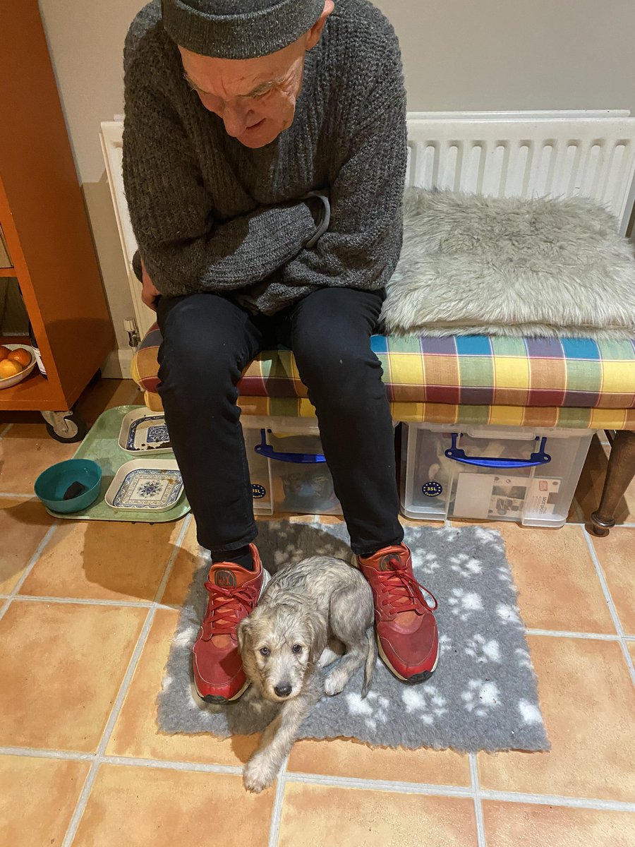 Meet Ripley, 8 week old Bediwhippet, latest addition to the family. Mabel ( our whippet-poodle cross) is a bit jealous), but they’ll work it out.