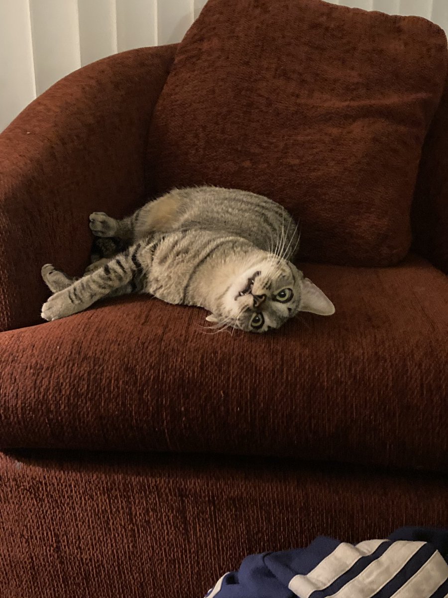 #unflatteringcatphotochallenge of my boy Elliot