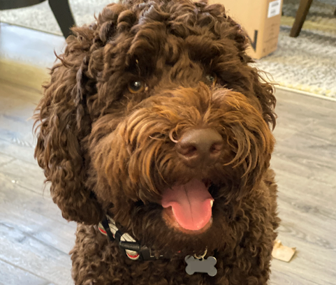 DoodCrew's tweet photo. "I have the perfect daily routine for you:  Wake up, Hug dog, Have a good day!"  ~Enzo
 #doodcrew #dog #dogs #pets #petstagram #goldendoodle #bestdog #dogsoftwitter #pawsup #westie #happy #smile https://t.co/ddUFzg4Dtv