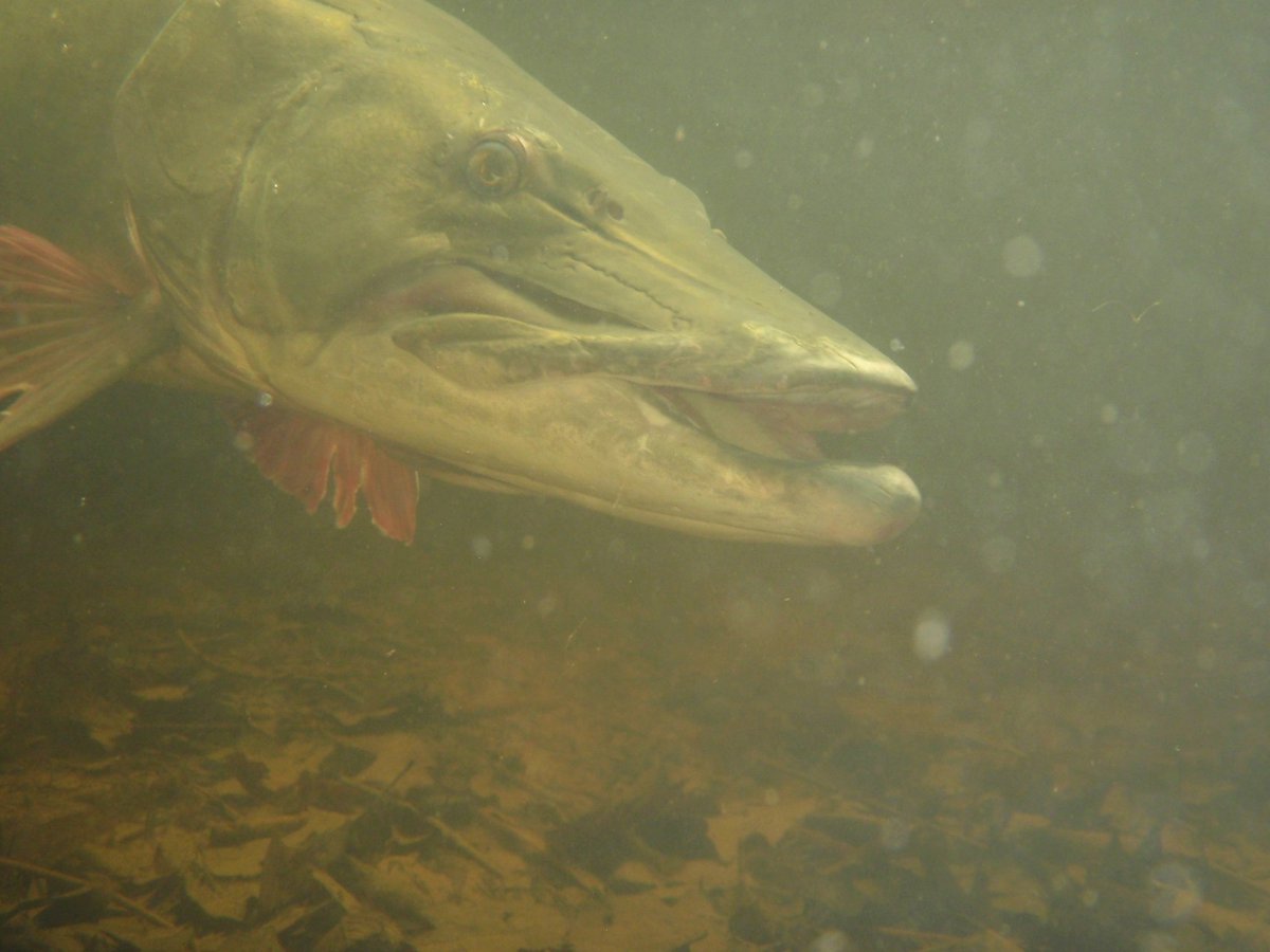 FishWildlifeON's tweet photo. #Muskiefishing this fall?
Make sure you’re familiar with the rules and regulations before heading out.
You can find the regulations online by using https://t.co/y4UXC8nw3o or visit https://t.co/lGHboeiVP9.
#fishontario #fallfishing #muskie #fishonline https://t.co/6WmUj2zkkP